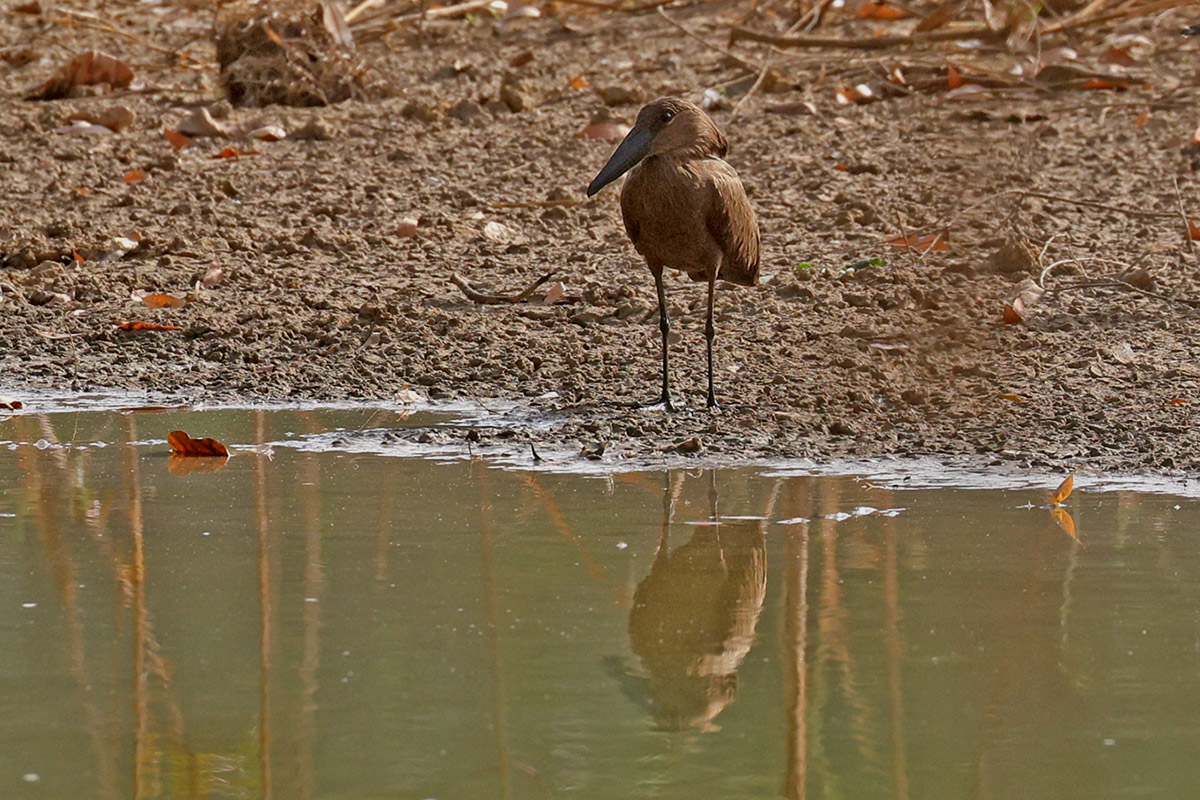 Hamerkop